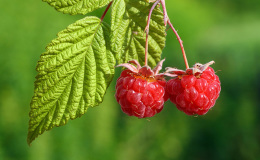 pair of raspberry with leaf